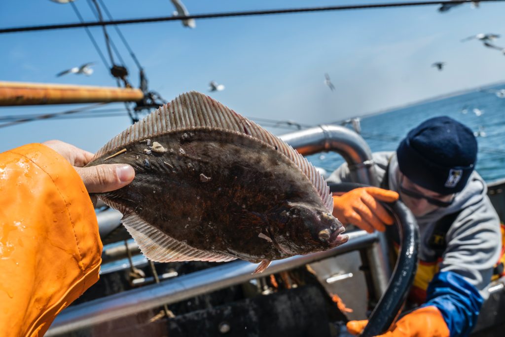 Fisherman on boat holding a flatfish, sea and birds in background.