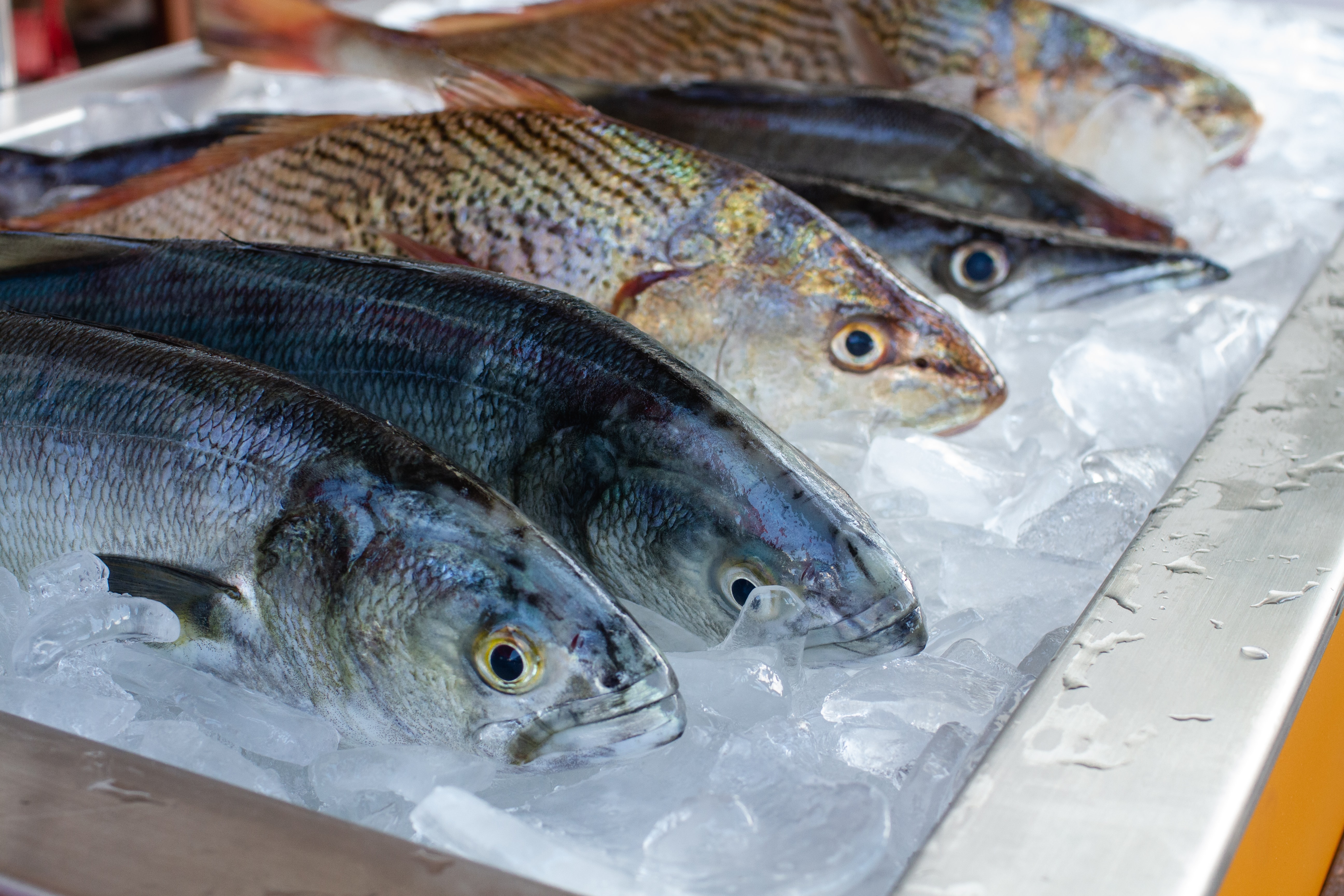 Assorted fresh fish on ice at a market display.