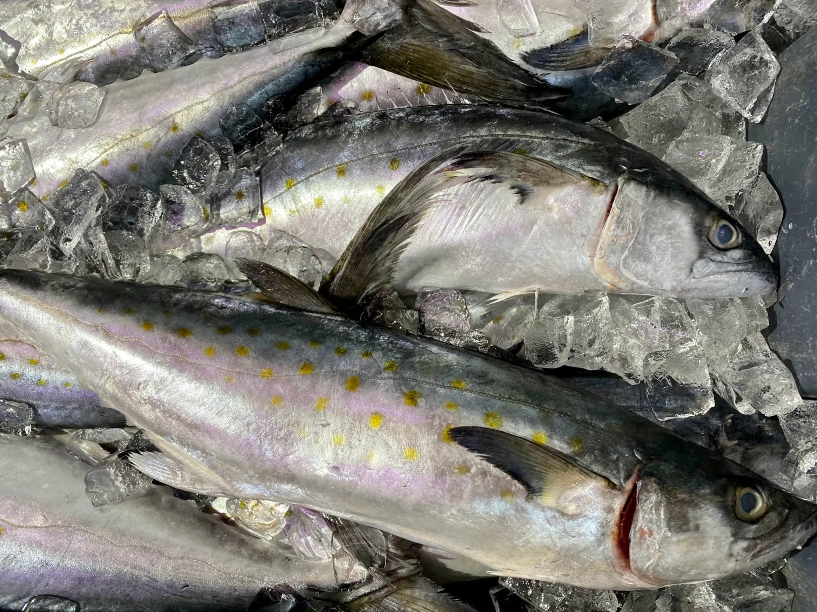 Fish with yellow spots on ice at a market.