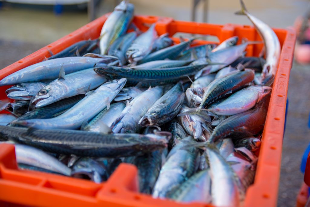 Orange crate filled with fresh fish, mostly mackerel.
